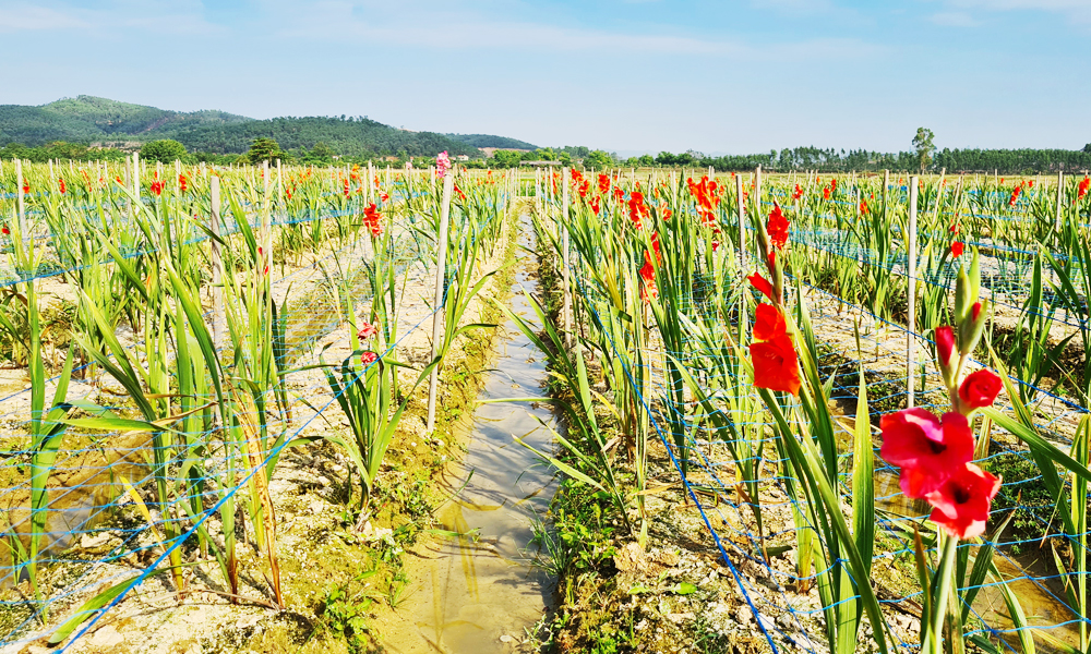 Hoa lay ơn thắm sắc trên cánh đồng thôn An Phú.