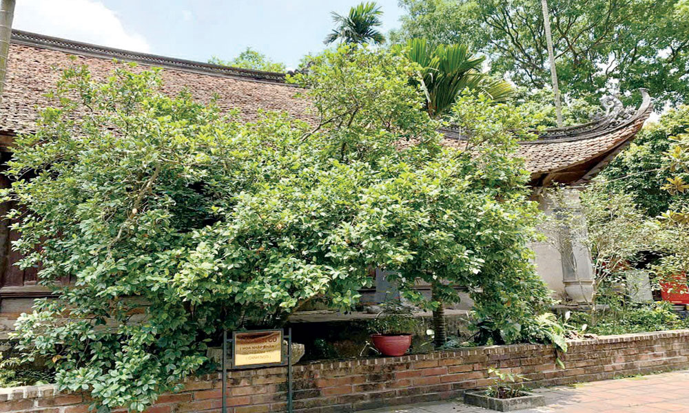 Cây Nhập Nhân ở chùa Vĩnh Nghiêm